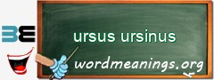 WordMeaning blackboard for ursus ursinus